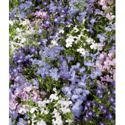 Seminte LOBELIA erinus PALACE Mix - Lobelia