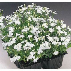 Seminte LOBELIA erinus PALACE White - Lobelia
