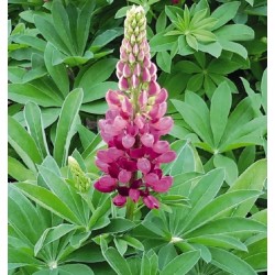 Seminte LUPINUS polyphyllus Lupini Red Shades