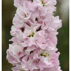 Seminte MATTHIOLA incana Column Malmaison Pink -Mixandre