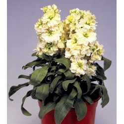 Seminte MATTHIOLA incana  CINDERELLA Yellow - Mixandre