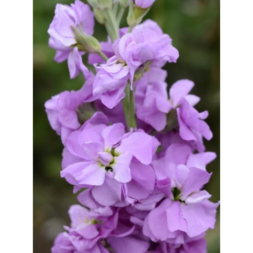 Seminte MATTHIOLA incana COLUMN Lilac Lavender - Mixandre