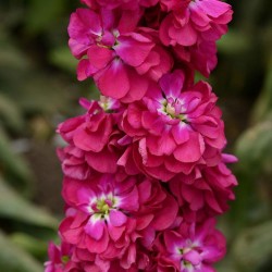 Seminte MATTHIOLA incana COLUMN Miracle Crimson - Mixandre