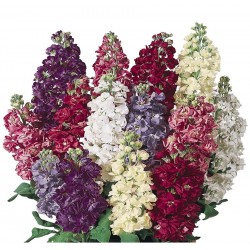 Seminte MATTHIOLA incana COLUMN Mix - Mixandre