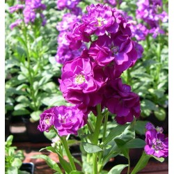 Seminte MATTHIOLA incana COLUMN Purple Heart - Mixandre