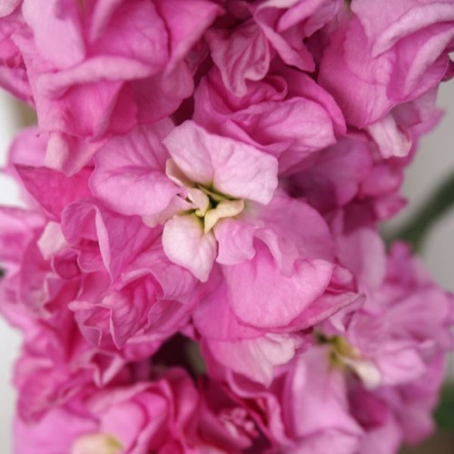 Seminte MATTHIOLA incana COLUMN Rose Pink - Mixandre