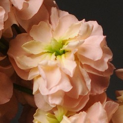 Seminte MATTHIOLA incana KATZ  Apricot -Mixandre