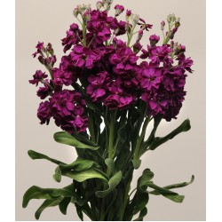 Seminte MATTHIOLA incana KATZ Purple  -Mixandre