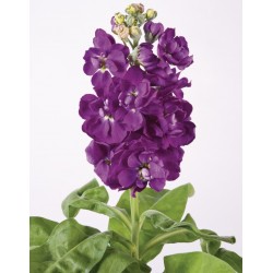 Seminte MATTHIOLA incana MATHILDA Blue - Mixandre