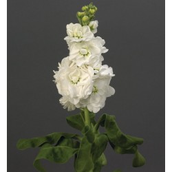 Seminte MATTHIOLA incana MATHILDA White - Mixandre