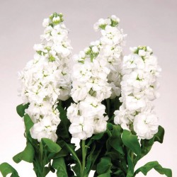 Seminte MATTHIOLA incana NOBLE White - Mixandre