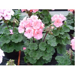 Seminte PELARGONIUM hortorum Nano F1 Appleblossom -Muscata pitica