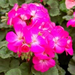 Seminte PELARGONIUM hortorum Nano F1 Deep Rose -Muscata pitica