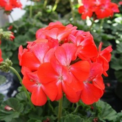 Seminte PELARGONIUM hortorum Nano F1 Scarlet -Muscata pitica