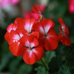 Seminte PELARGONIUM hortorum Nano F1 Scarlet Bicolour -Muscata pitica