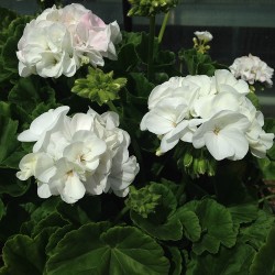 Seminte PELARGONIUM hortorum Nano F1 White -Muscata pitica