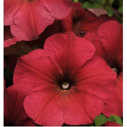 Seminte PETUNIA curgatoare EASY WAVE F1 Berry Velour