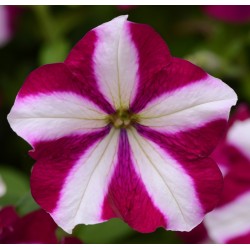 Seminte PETUNIA curgatoare EASY WAVE F1 Burgundy Star