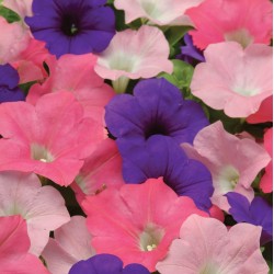 Seminte PETUNIA curgatoare EASY WAVE F1 Mix Beachcomber