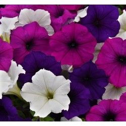 Seminte PETUNIA curgatoare EASY WAVE F1 Mix Great Lakes