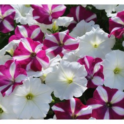 Seminte PETUNIA curgatoare EASY WAVE F1 Mix Starfish