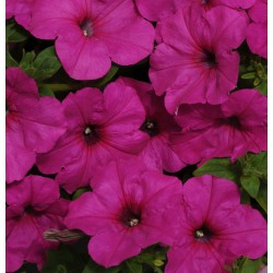 Seminte PETUNIA curgatoare EASY WAVE F1 Neon Rose