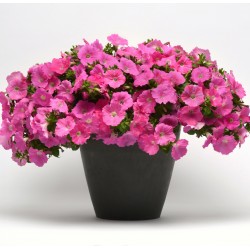 Seminte PETUNIA curgatoare EASY WAVE F1 Pink
