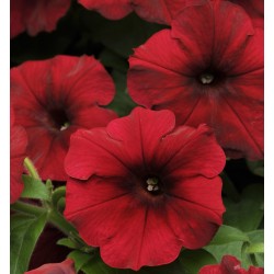 Seminte PETUNIA curgatoare EASY WAVE F1 Red Velour