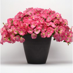 Seminte PETUNIA curgatoare EASY WAVE F1 Rosy Dawn