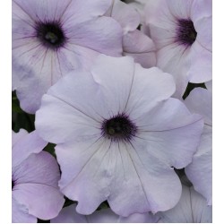 Seminte PETUNIA curgatoare EASY WAVE F1 Silver