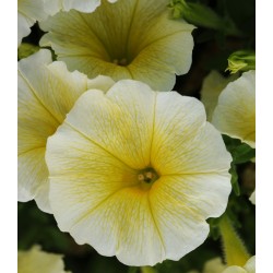 Seminte PETUNIA curgatoare EASY WAVE F1 Yellow