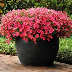 Seminte PETUNIA curgatoare SHOCK WAVE F1 Coral Crush