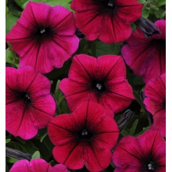 Seminte PETUNIA curgatoare SHOCK WAVE F1 Purple Deep