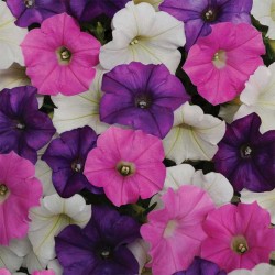 Seminte PETUNIA curgatoare SHOCK WAVE F1 Mix  Spark