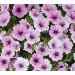 Seminte PETUNIA curgatoare SHOCK WAVE F1 Pink Vein