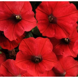 Seminte PETUNIA curgatoare SHOCK WAVE F1 Red