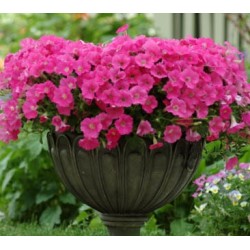 Seminte PETUNIA curgatoare SHOCK WAVE F1 Rose