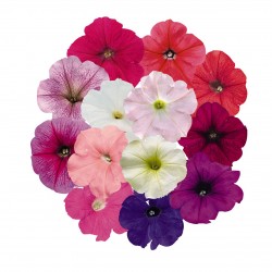 Seminte PETUNIA curgatoare SUCCESS TR F1 Maxi Mix