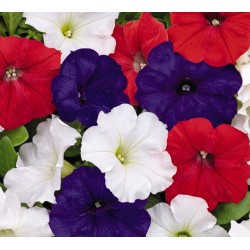 Seminte PETUNIA curgatoare SUCCESS TR F1 Mix Liberty