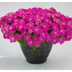 Seminte PETUNIA curgatoare SUCCESS TR F1 Pink