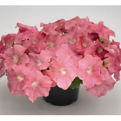 Seminte PETUNIA curgatoare SUCCESS TR F1 Salmon