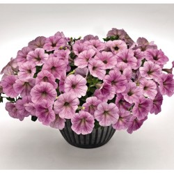 Seminte PETUNIA curgatoare SUCCESS TR F1 Silver Vein