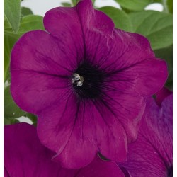 Seminte PETUNIA curgatoare SUCCESS TR F1 Violet