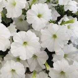 Seminte PETUNIA curgatoare SUCCESS TR F1 White