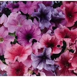 Seminte PETUNIA grandiflora DADDY F1  Mix