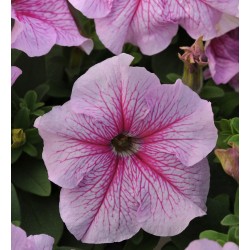 Seminte PETUNIA grandiflora DADDY F1 Peppermint