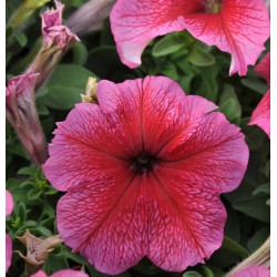 Seminte PETUNIA grandiflora DADDY F1 Red