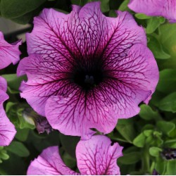 Seminte PETUNIA grandiflora DADDY F1 Sugar