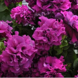 Seminte PETUNIA grandiflora  DOUBLE CASCADE F1 Burgundy