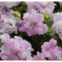 Seminte PETUNIA grandiflora  DOUBLE CASCADE F1 Orchid Mist